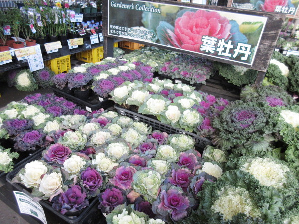 念願の葉牡丹を植える事にしました