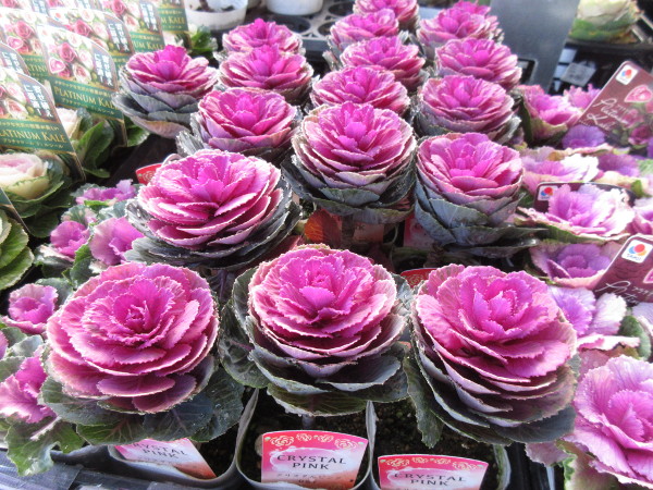 念願の葉牡丹を植える事にしました