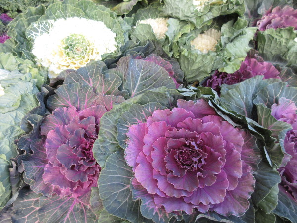 念願の葉牡丹を植える事にしました