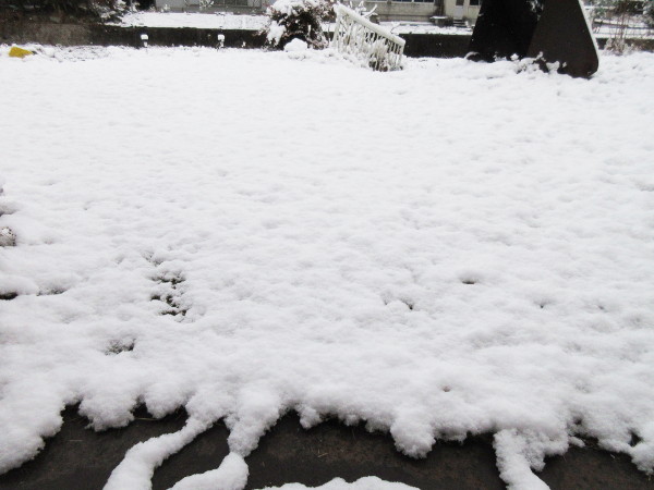 今日の畑仕事（1月1日）