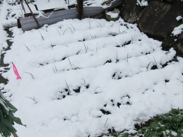 今日の畑仕事（1月1日）