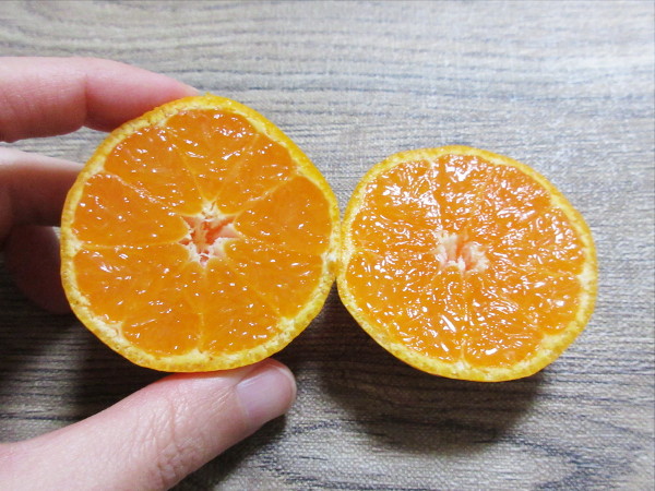 【柑橘の断面図】西宇和みかん