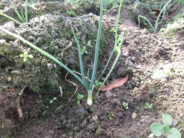 タマネギの成長(2月進捗)