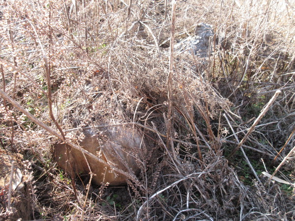 今日の畑仕事(2月19日)