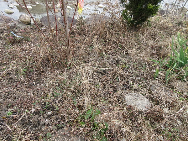 春の花を植える準備、しました
