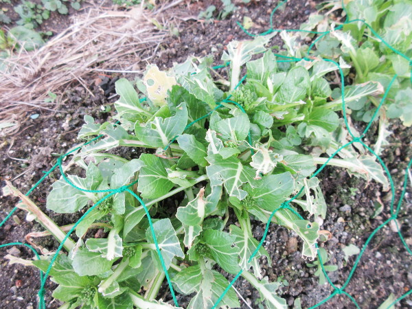 アスパラ菜の成長（2月進捗）