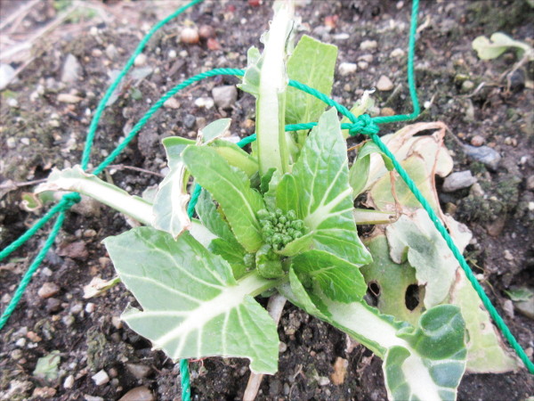 アスパラ菜の成長（2月進捗）