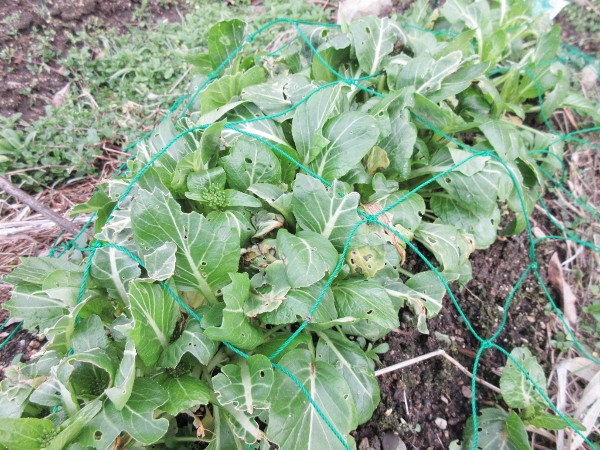 アスパラ菜の成長（2月進捗）