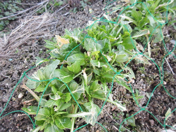 アスパラ菜の成長（2月進捗）