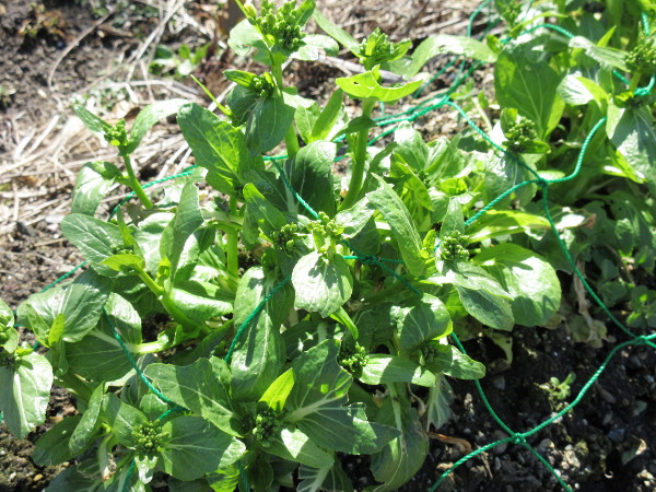 アスパラ菜の成長（2月進捗）