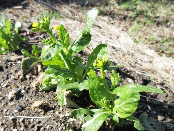 アスパラ菜の成長（2月進捗）