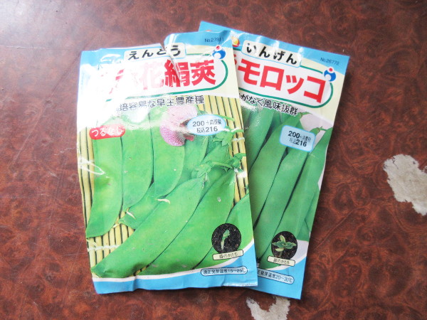 今年も豆を植えました