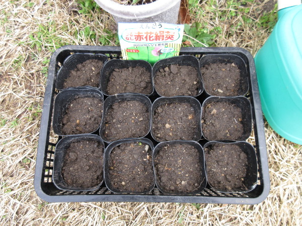 今年も豆を植えました