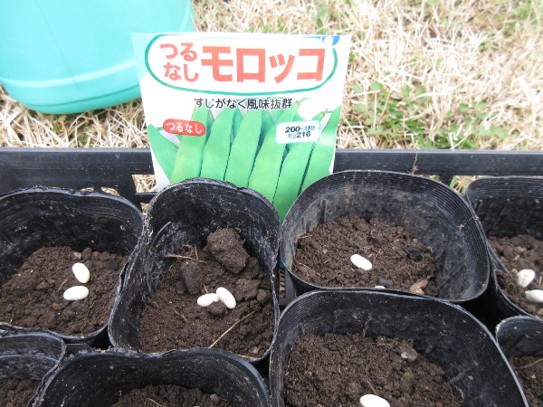 今年も豆を植えました
