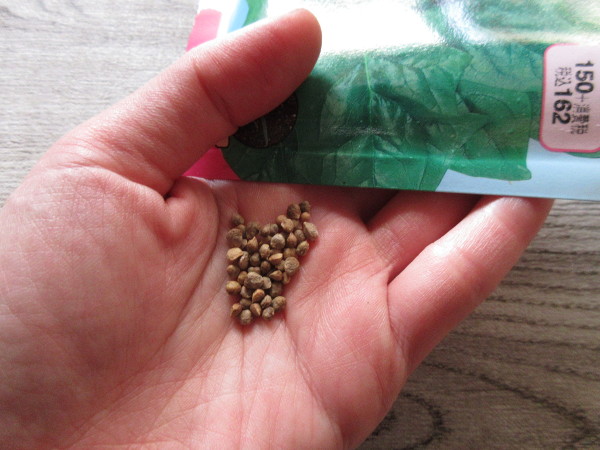 ほうれん草の種を蒔きました