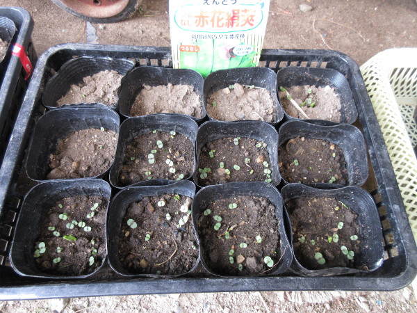 発芽しました(豆とほうれん草)