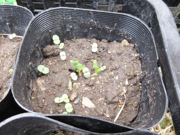 発芽しました(豆とほうれん草)