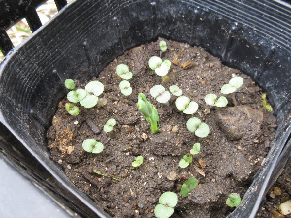 発芽しました(豆とほうれん草)