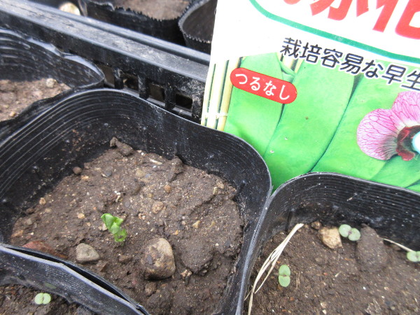 発芽しました(豆とほうれん草)
