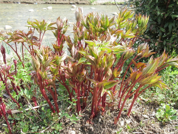芍薬の進捗
