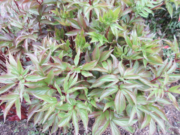 芍薬の進捗