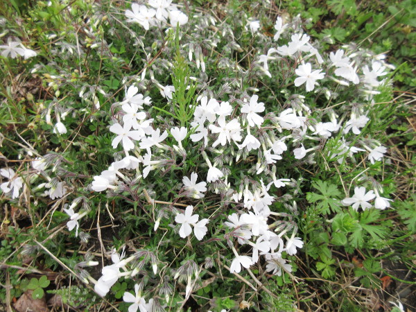 今日の畑仕事（4月6日）