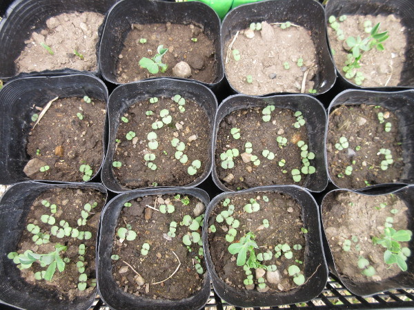 畑に移植しました(豆とほうれん草)