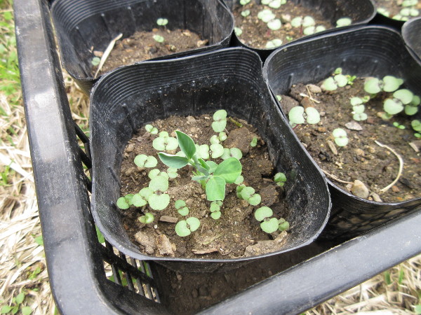 畑に移植しました(豆とほうれん草)