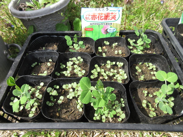 畑に移植しました(豆とほうれん草)