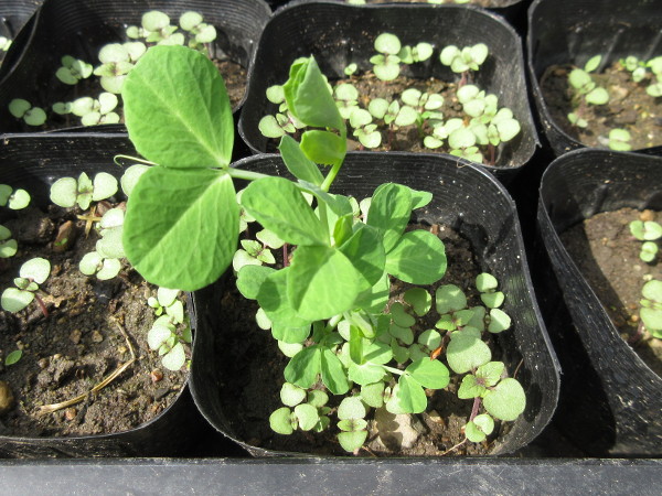 畑に移植しました(豆とほうれん草)