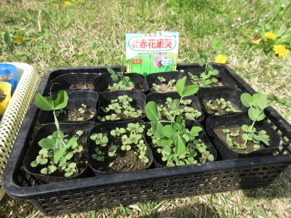 畑に移植しました(豆とほうれん草)