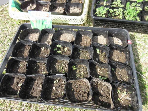 畑に移植しました(豆とほうれん草)
