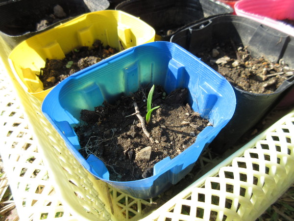 畑に移植しました(豆とほうれん草)