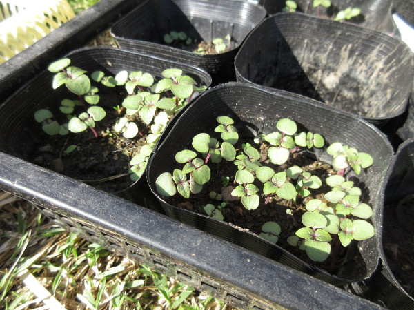畑に移植しました(豆とほうれん草)
