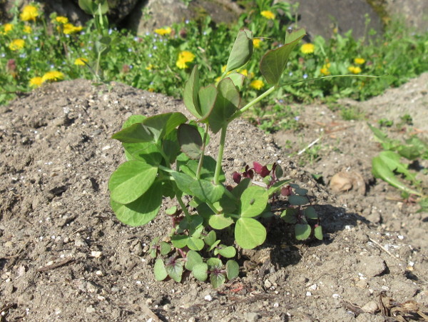 畑に移植しました(豆とほうれん草)