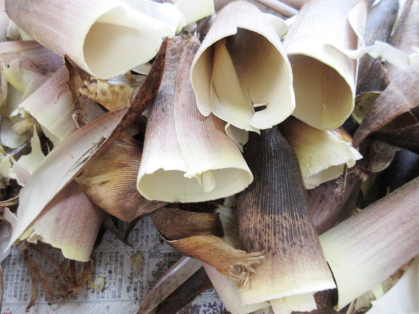 筍を貰ったので皮を剥いてみた