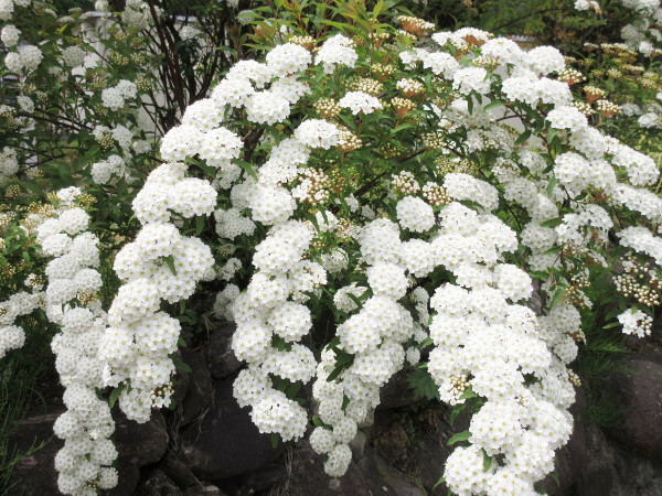 ペチュニアを植えました