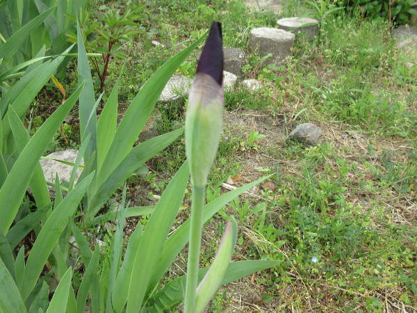 あやめが咲くまで
