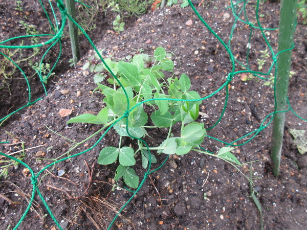 お豆さんのお花が咲きました
