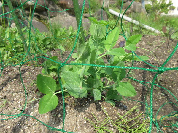お豆さんのお花が咲きました