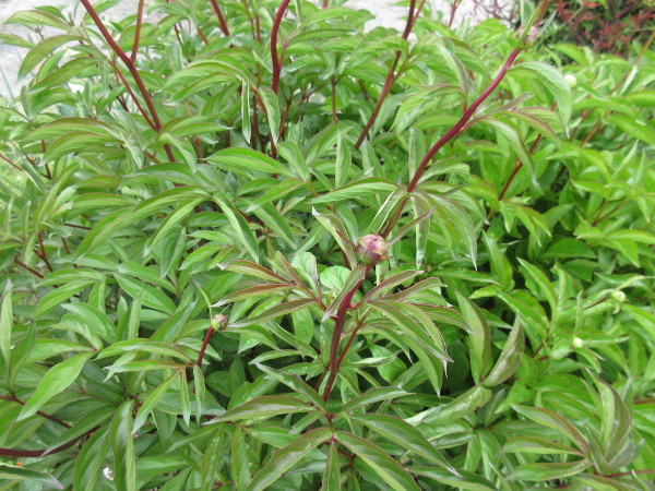 芍薬(シャクヤク)が咲くまで・2021