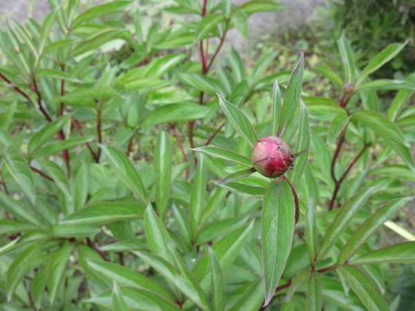 芍薬(シャクヤク)が咲くまで・2021