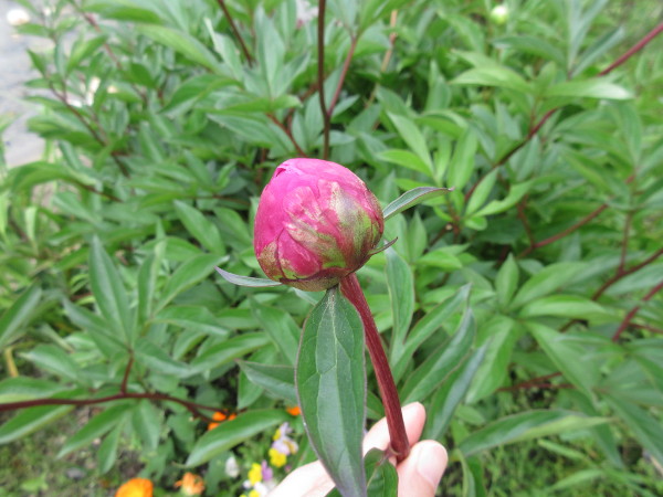 芍薬(シャクヤク)が咲くまで・2021