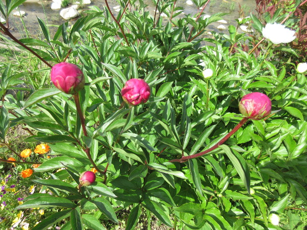 芍薬(シャクヤク)が咲くまで・2021