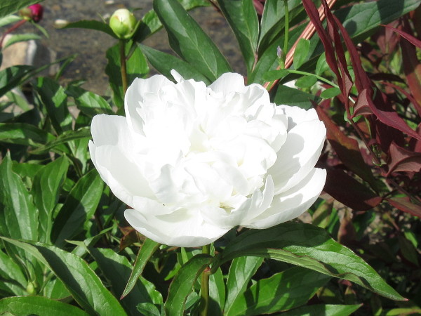 芍薬(シャクヤク)が咲くまで・2021