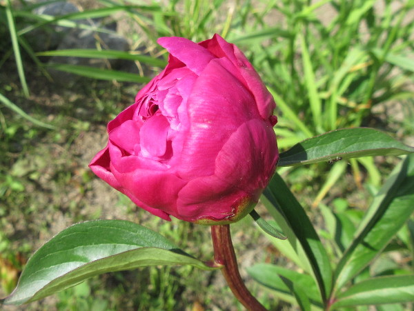 芍薬(シャクヤク)が咲くまで・2021