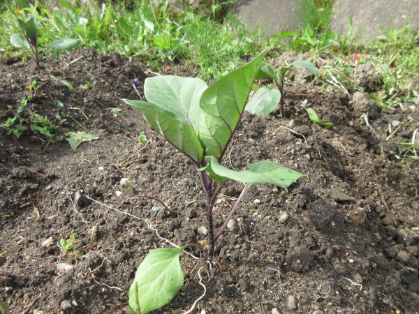 今年は茄子の調子がすこぶる良い