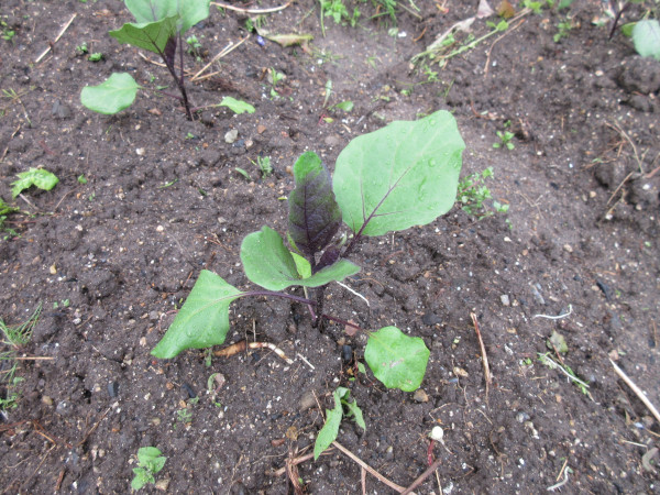 今年は茄子の調子がすこぶる良い