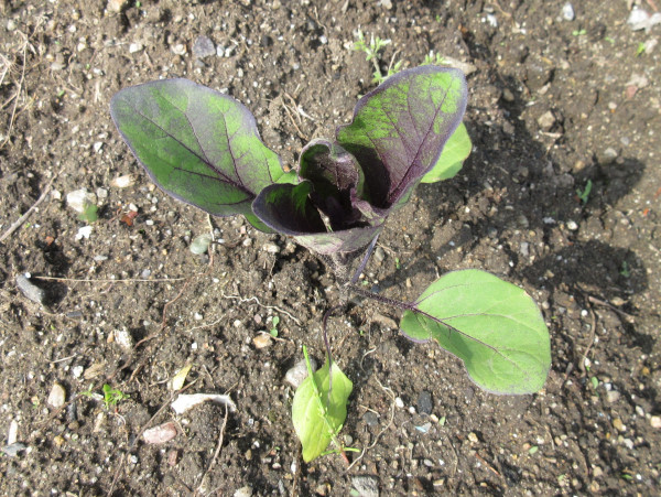 今年は茄子の調子がすこぶる良い