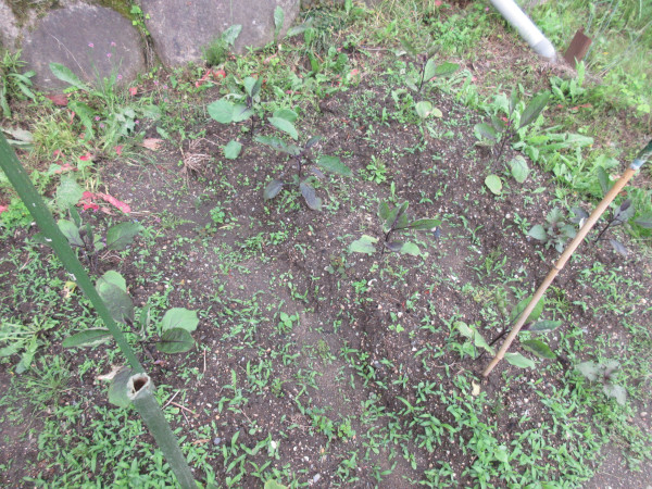今年は茄子の調子がすこぶる良い